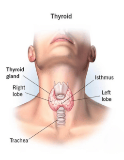 thyroid specialist in pune near me